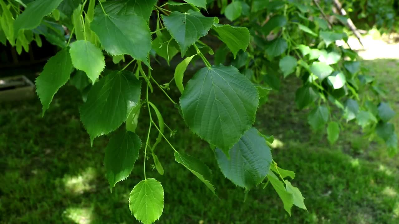 树枝在风中摆动视频下载