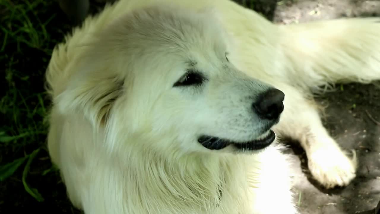 白色大狗在村庄的院子里，特写，实时和自然照明视频下载