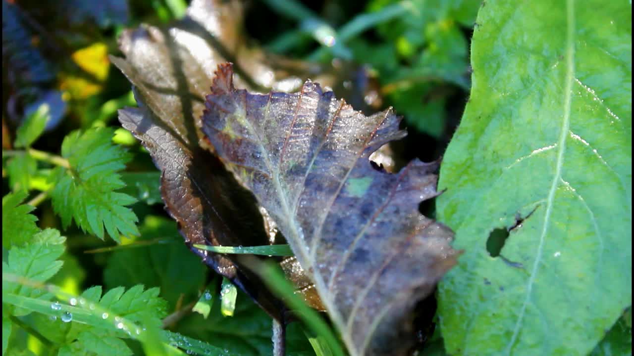 草、植物和水珠上的露珠视频下载