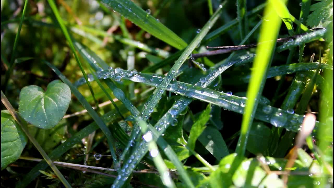 草、植物和水珠上的露珠视频下载