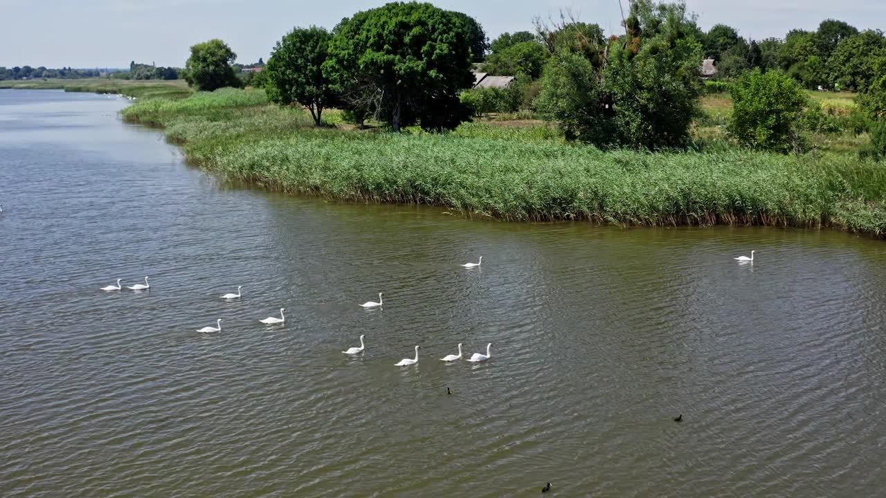 水上一群天鹅。乡村的小河上漂浮着许多白色的鸟。夏天湖面上的野天鹅。美丽的大自然。视频素材