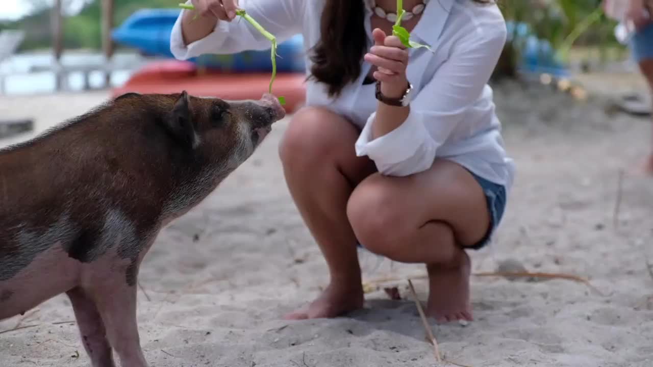 一个美丽的年轻亚洲女人在猪岛上的海边玩和喂猪食物的慢镜头视频素材