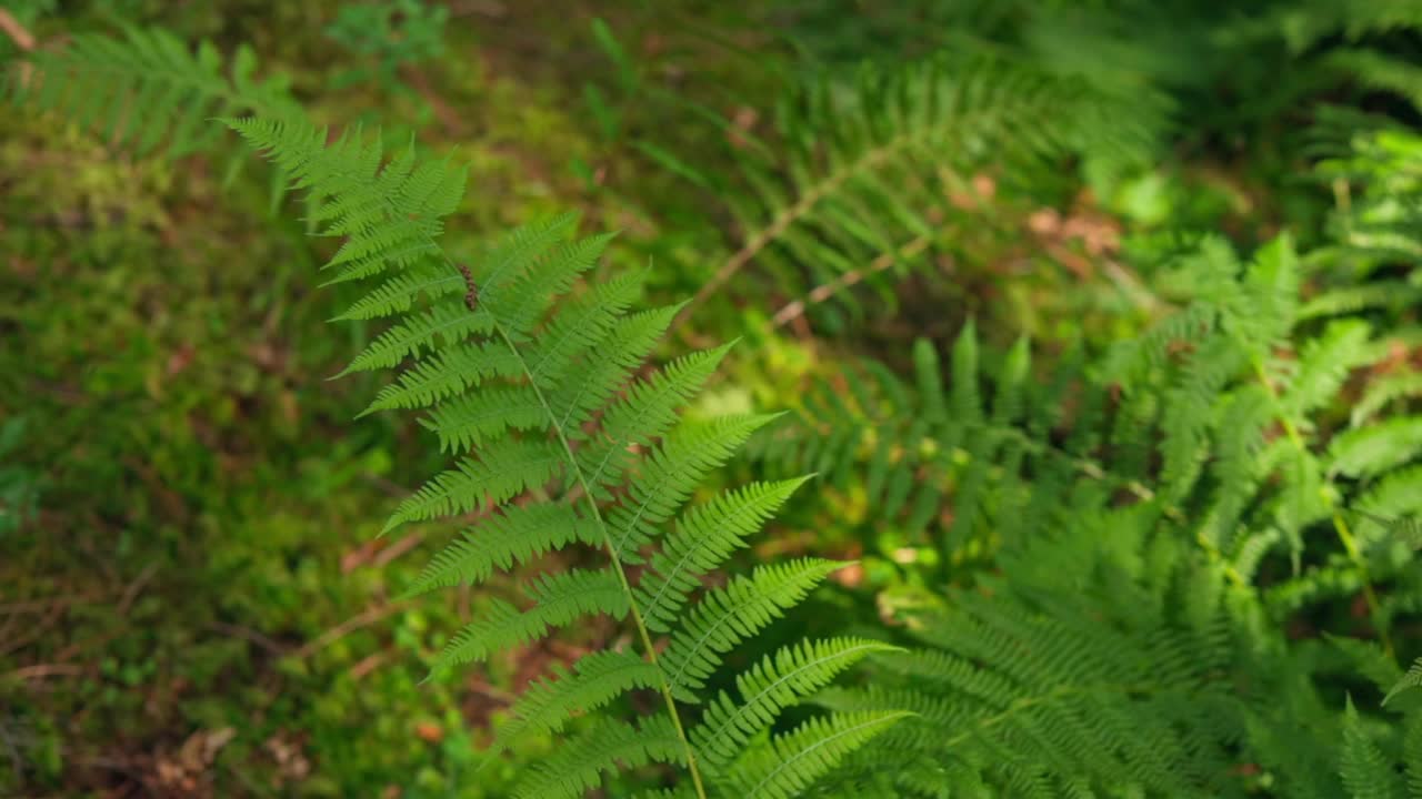 森林里的蕨类叶子。绿色新鲜的植物。阳光下的自然背景。一种蕨类植物的亮绿色雕花叶。特写镜头。视频素材