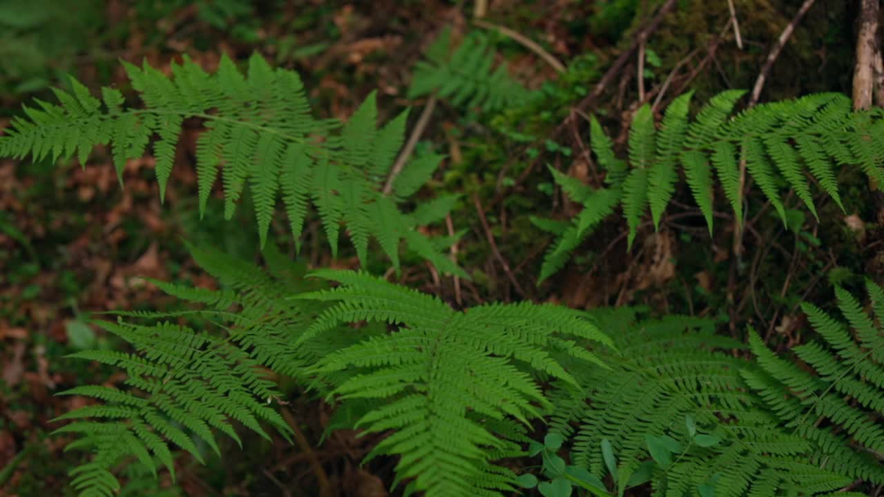 蕨类植物的新鲜叶子。森林中的绿色植物。森林中的蕨类灌木。欧洲蕨类植物雕刻的叶子。特写镜头。视频素材