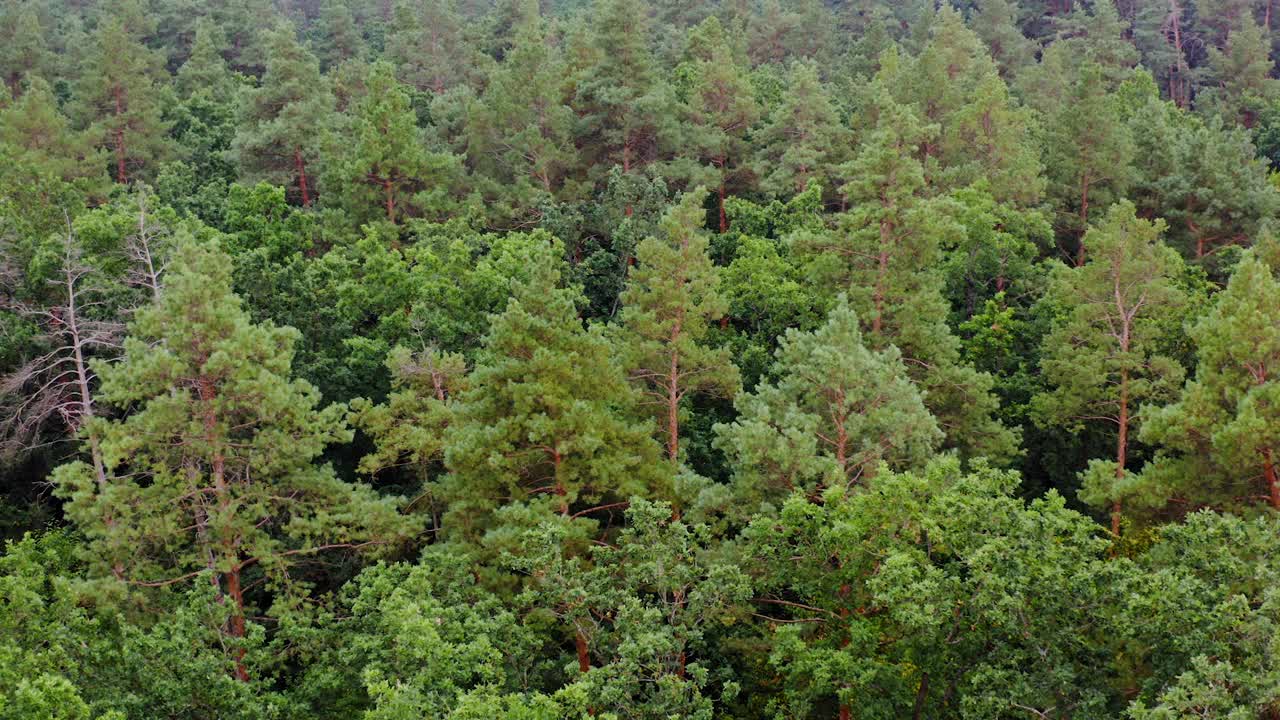 绿色的风景。森林在夏天。松树的背景。飞过树林的树梢。运动镜头。鸟瞰图。视频素材