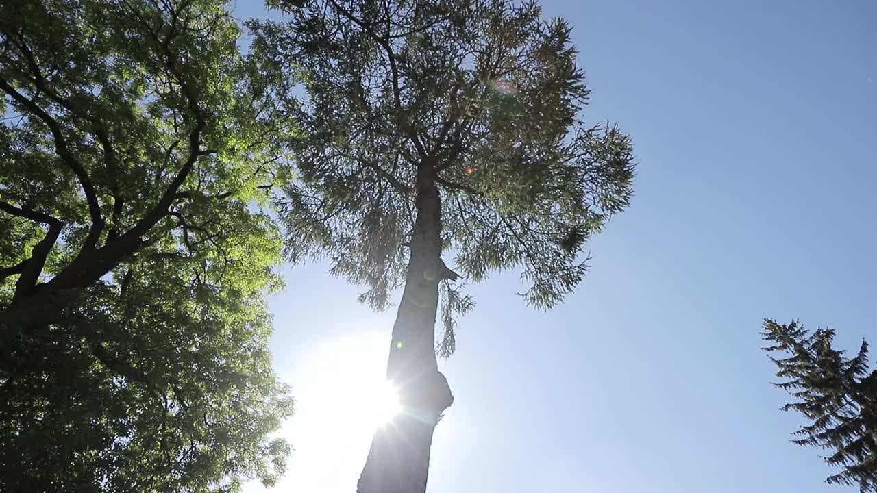 阳光穿过树叶。旅游度假自然概念。夏季概念的抽象背景。森林里壮丽的日出，光线穿过树枝视频素材