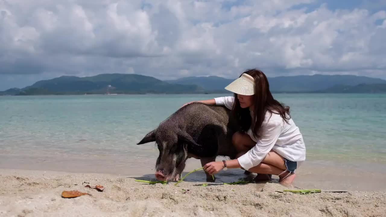 一个美丽的年轻亚洲女人在猪岛上的海边玩和喂猪食物的慢镜头视频素材