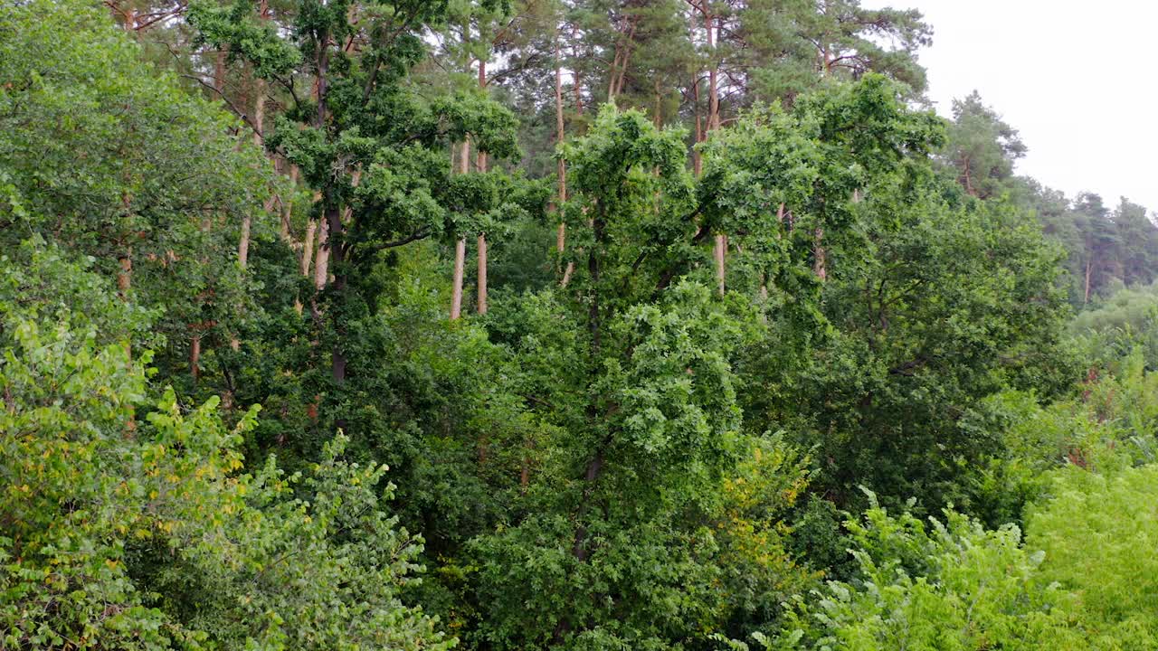 夏日奇妙的森林。林地中高大的绿色松树。美丽的大自然。树木的背景。照相机上升。视频素材