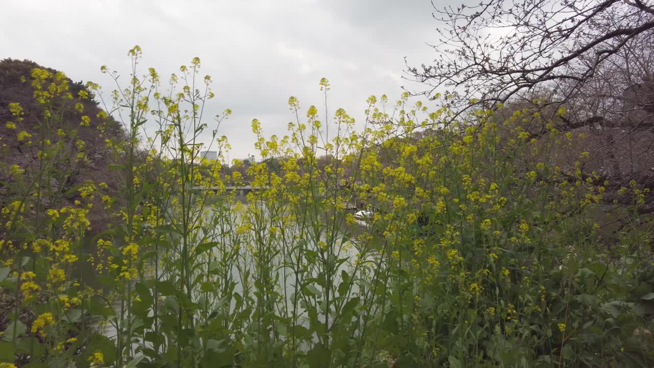 东京千代田区九段千鸟渊绿道上的油菜花视频素材