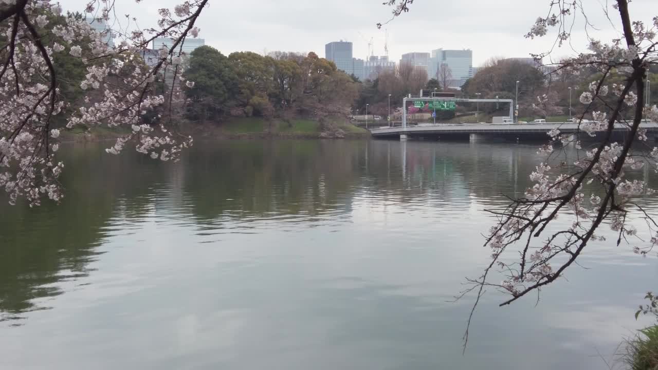 东京千代田区九段千鸟渊绿道的樱花视频素材