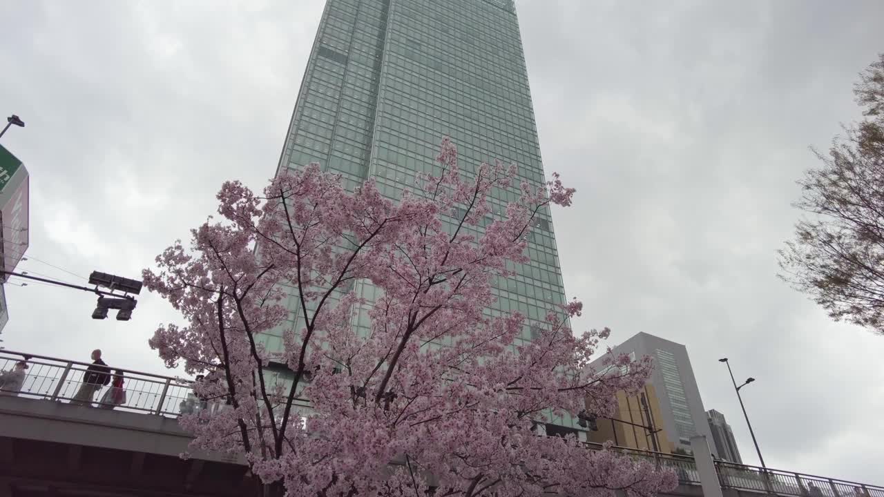 樱花盛开在东京新宿车站前的广场上。视频素材