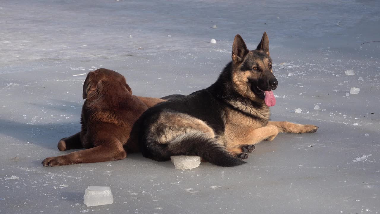 一只德国牧羊犬和一只巧克力色的拉布拉多狗躺在冰上，德国牧羊犬耷拉着舌头视频素材