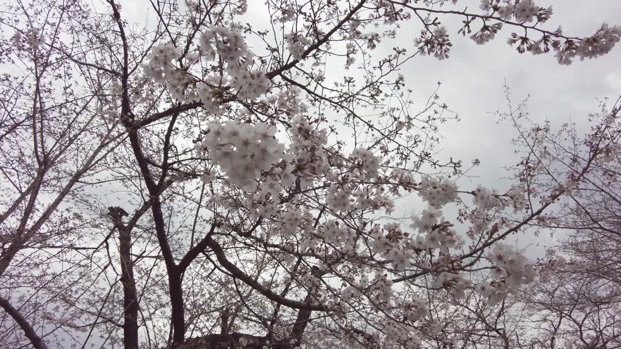 东京千代田区九段千鸟渊绿道的樱花视频素材