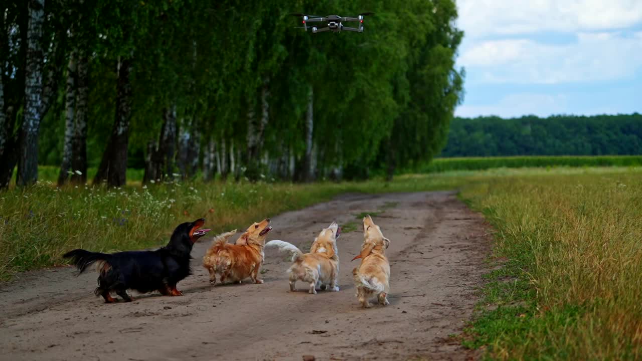 纯种狗和无人机。一群可爱的腊肠犬在乡村漫步，对着头顶上的无人机吠叫。视频素材