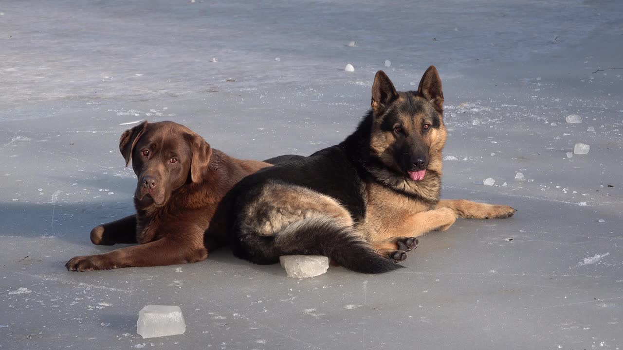 一只德国牧羊犬和一只巧克力色的拉布拉多犬在冰上，这只德国牧羊犬正在嚼一块冰视频素材