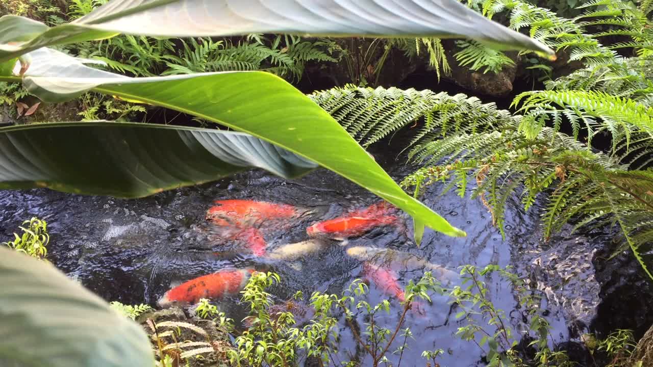 锦鲤生活在清澈的池塘里。视频素材