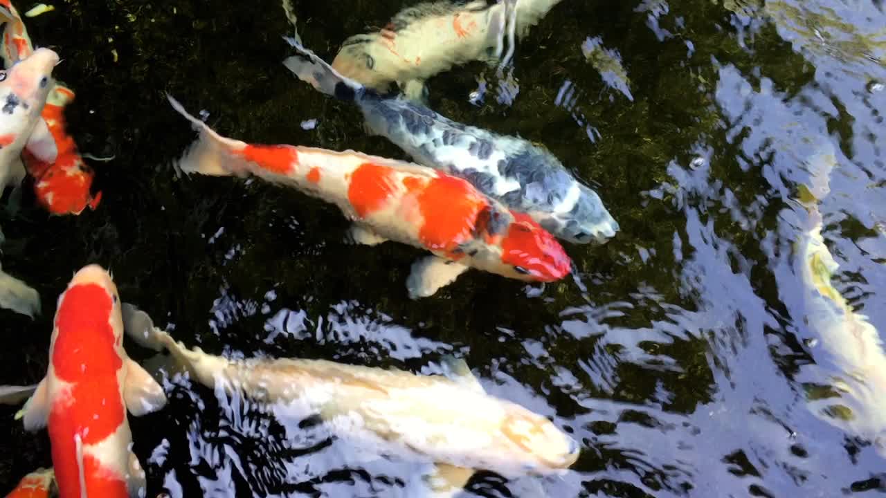 锦鲤生活在清澈的池塘里。视频素材