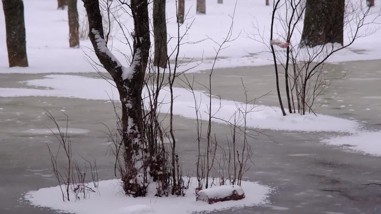 一棵被白雪覆盖的树视频素材