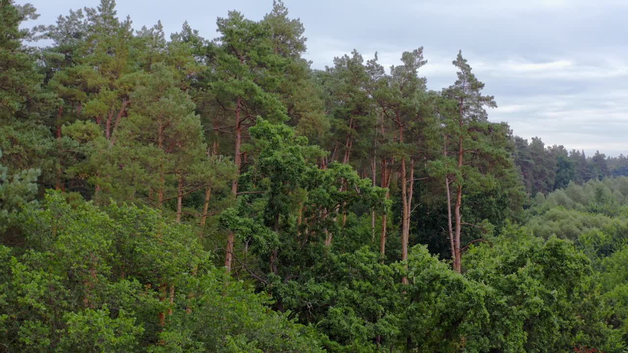 树木的背景。森林里高大的松树。夏天美丽的绿色林地。绿色森林全景。视频素材