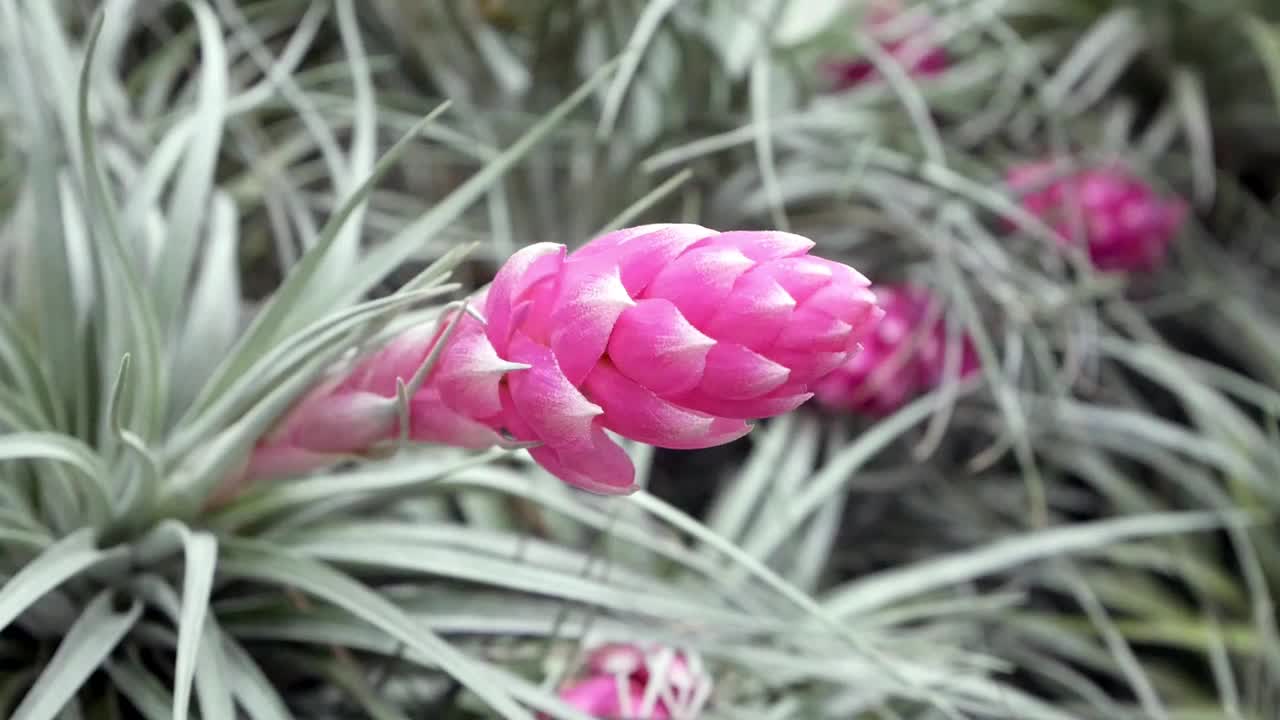 “棉花糖”或蒂兰西亚杂交stricta ×反风叶空气植物。视频素材