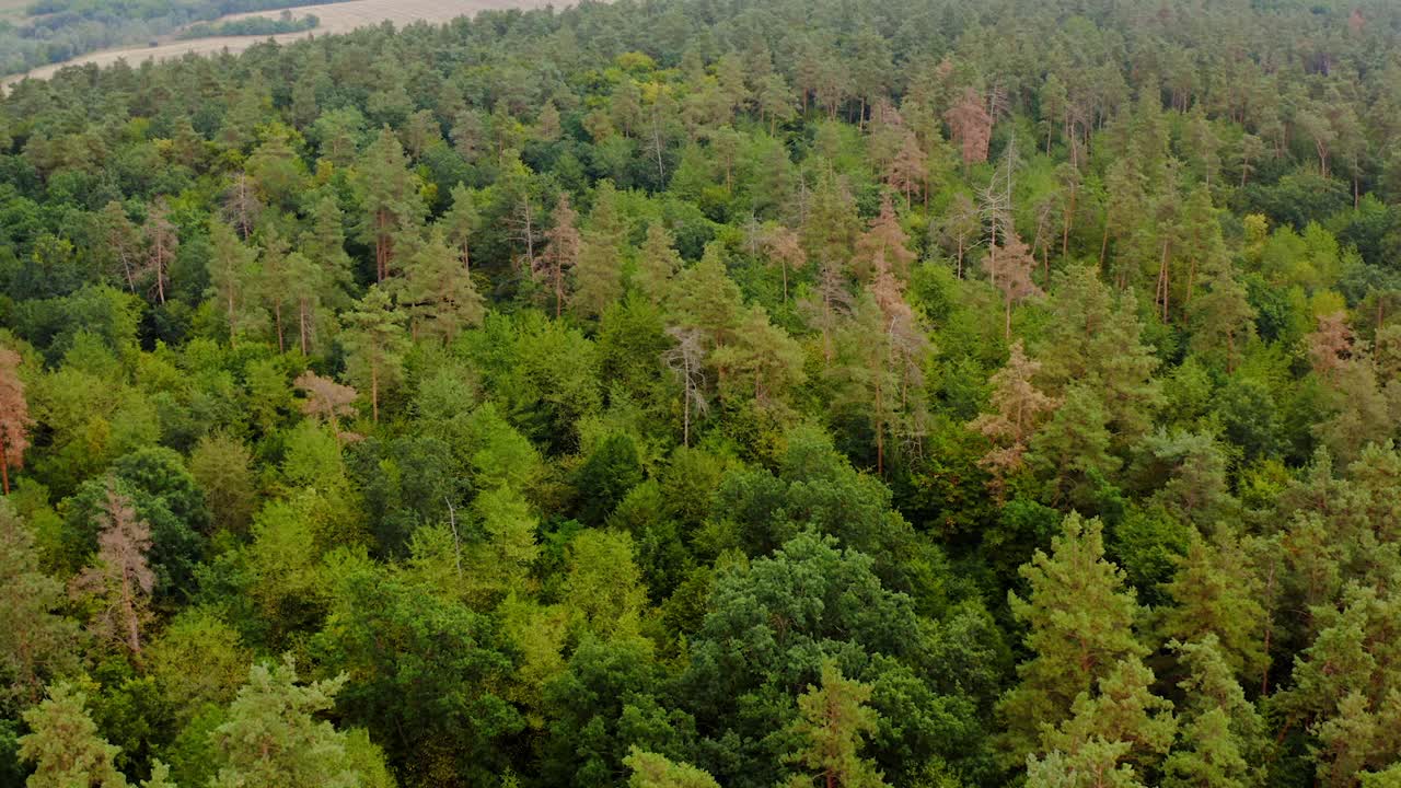 美丽的森林。飞过绿树的树梢。森林在夏天。鸟瞰图。运动镜头。视频素材