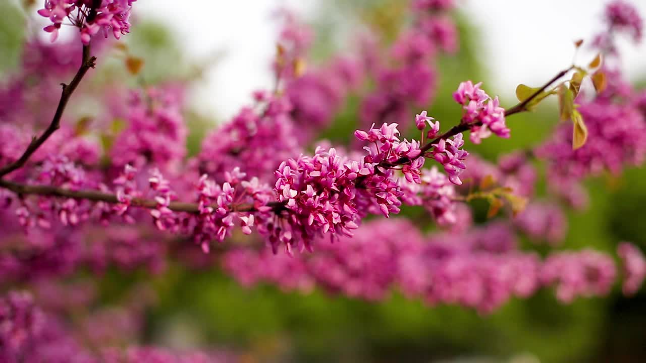 公园里盛开着粉红色花朵的犹大树枝条的特写。视频下载