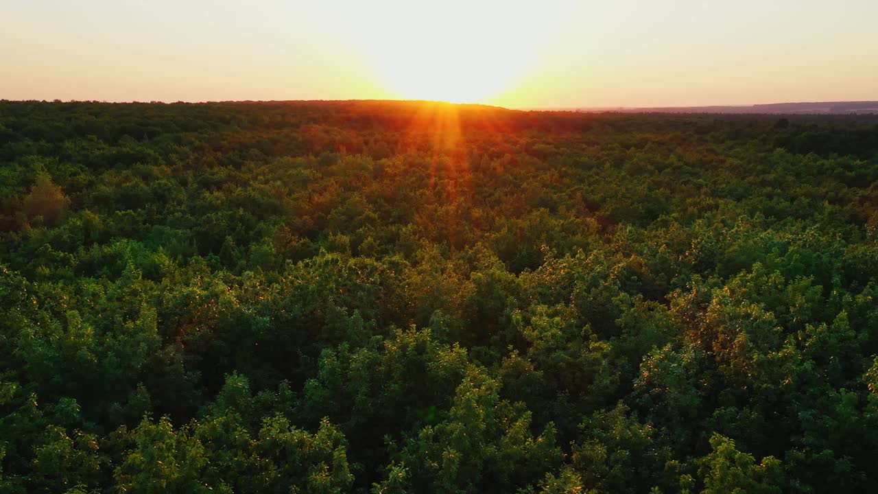 夕阳的红光照在树梢上。深绿色的森林映衬着美丽的夕阳。鸟瞰图。相机移动回来。视频素材