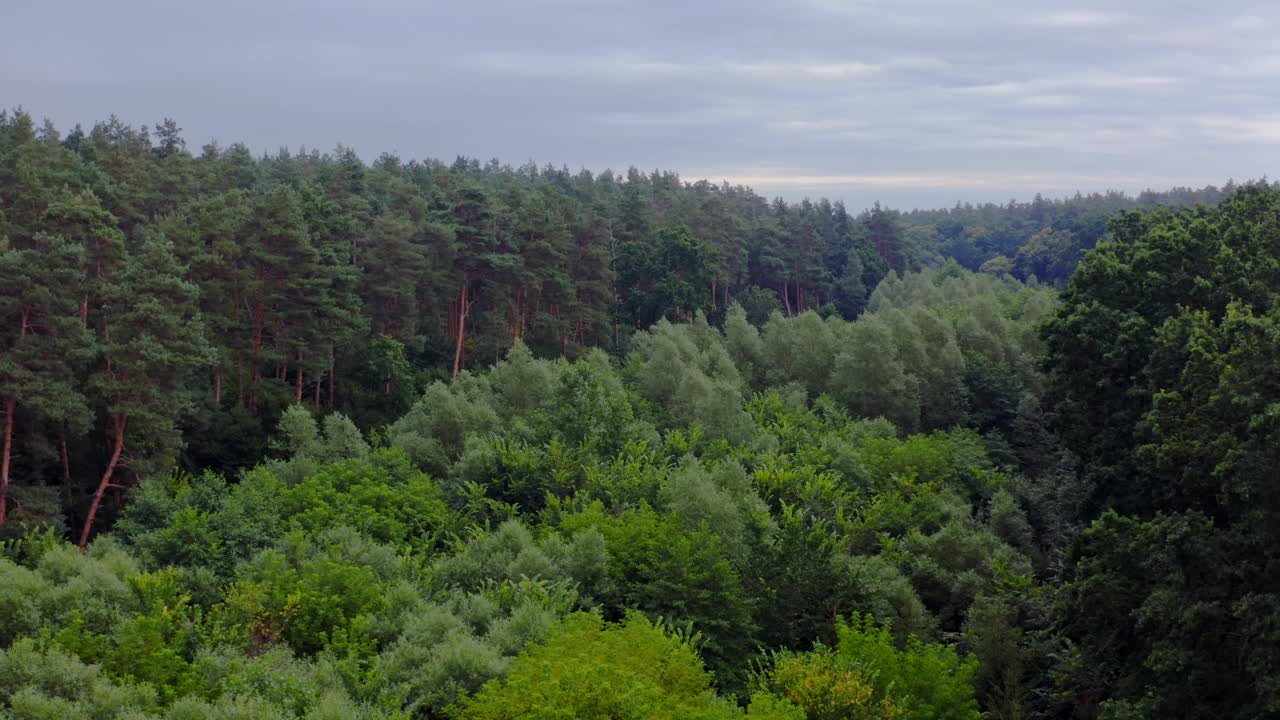 美丽的森林。在夏天的混交树顶上飞过。绿色的自然背景。森林里宁静的气氛。鸟瞰图。视频素材