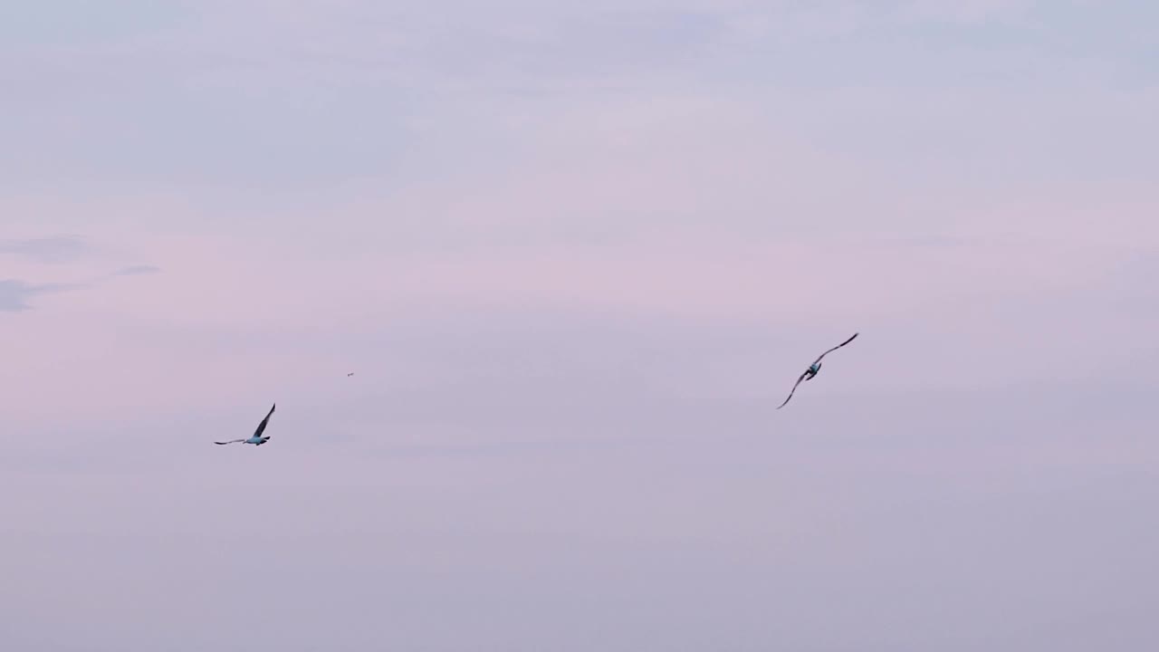 海鸥在蓝天上飞翔。海鸥在蔚蓝晴朗的天空中飞过海岸视频素材