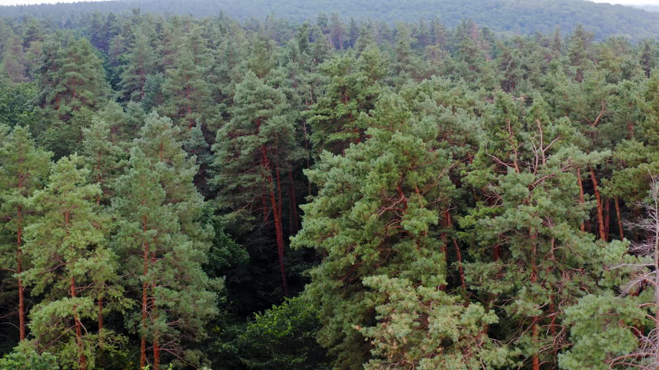 有松树的林地。森林的背景。针叶树。早晨森林的宁静气氛。摄像机向右移动。无人机的观点。视频素材