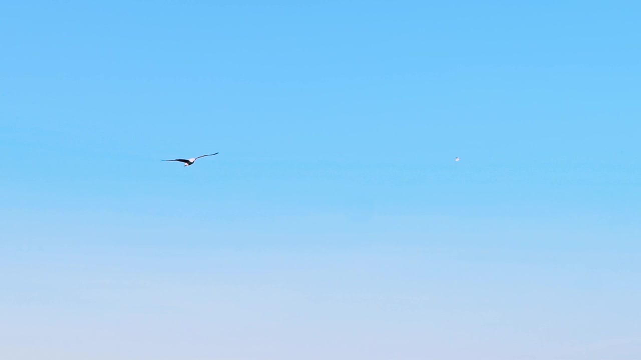 海鸥在天空中飞翔。海鸥在蓝天的背景下在海面上飞翔视频素材