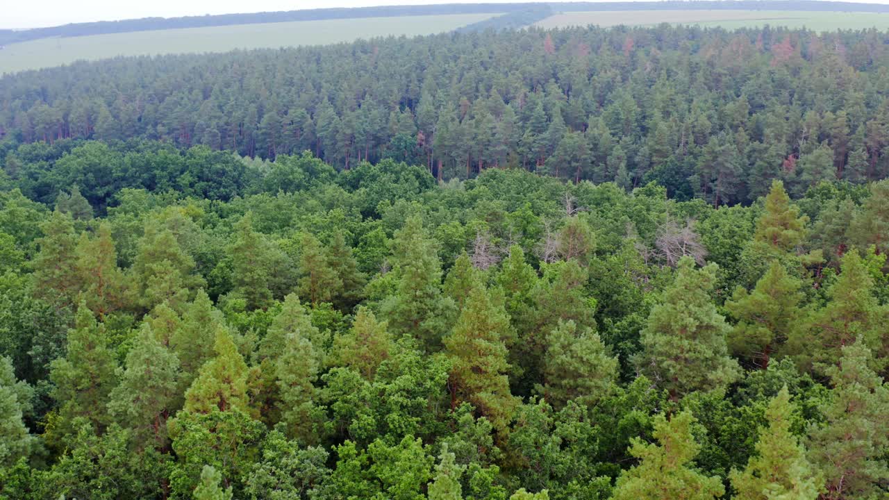 乡间的林地。清晨的树梢。绿色的自然风景。清新的森林景观。鸟瞰图。向左移动摄像机。视频素材