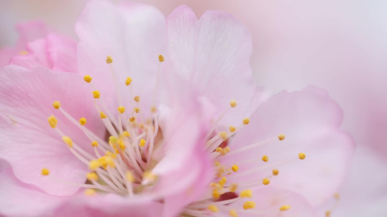 粉红色的杏树花在春天的风中移动视频素材