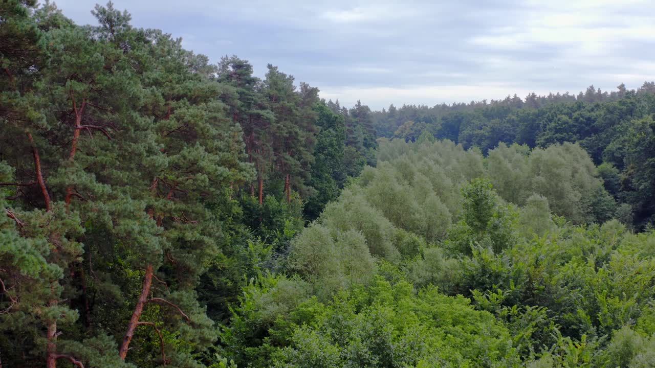 绿色的自然背景。在夏天飞过一片美丽的绿色森林。有不同大小混合树木的林地。鸟瞰图。视频素材