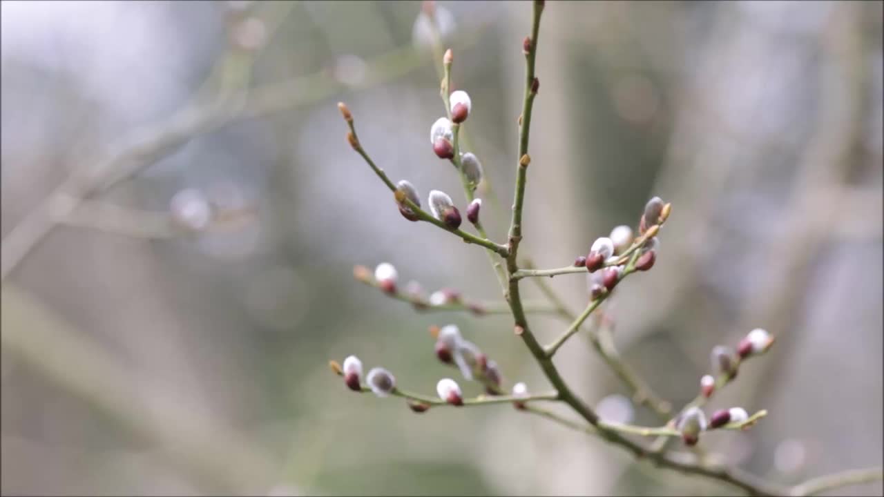 早春的英国林地里，猫咪柳絮在一棵柳树上，伴着鸟鸣。视频素材