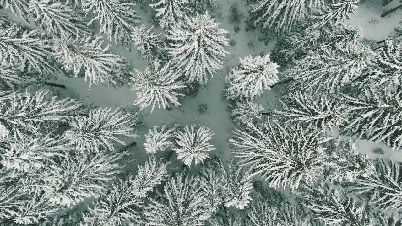 鸟瞰图冰冻森林与积雪覆盖松树在冬天。视频下载