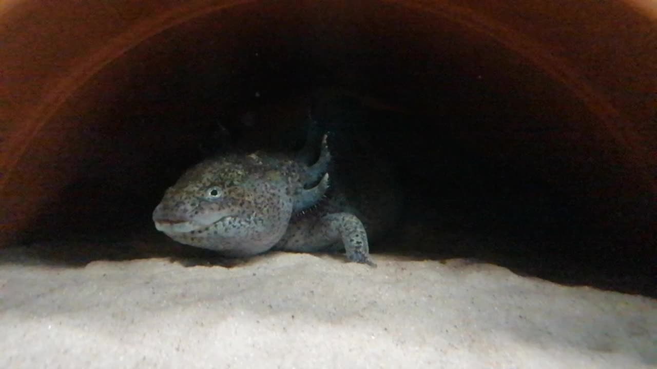 淡水水族馆蝾螈视频素材