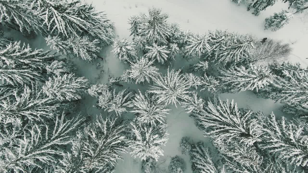 鸟瞰图冰冻森林与积雪覆盖松树在冬天。视频下载