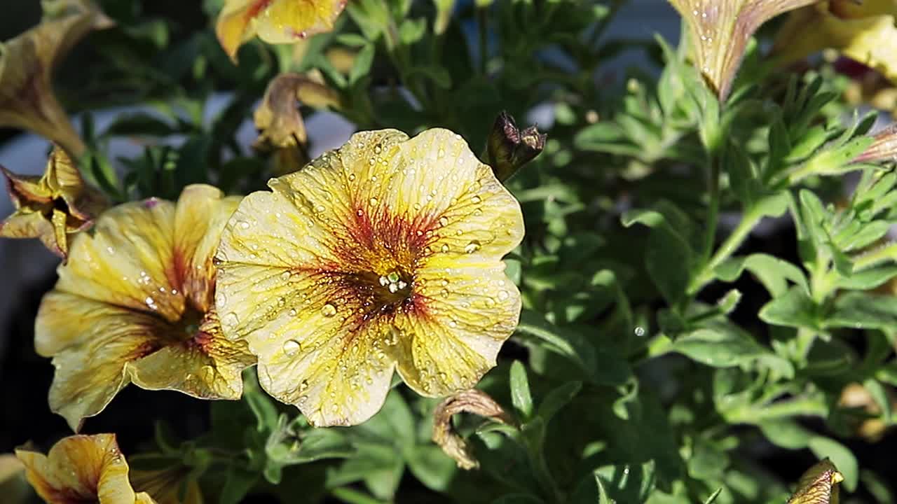 黄色的矮牵牛花，花瓣上有水滴。视频素材