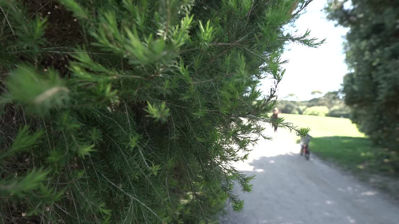 水上公园天然绿色植物视频素材