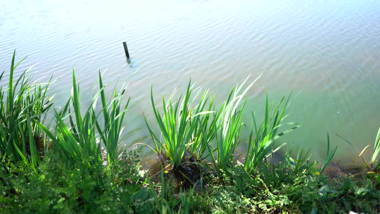 水上公园天然绿色植物视频素材