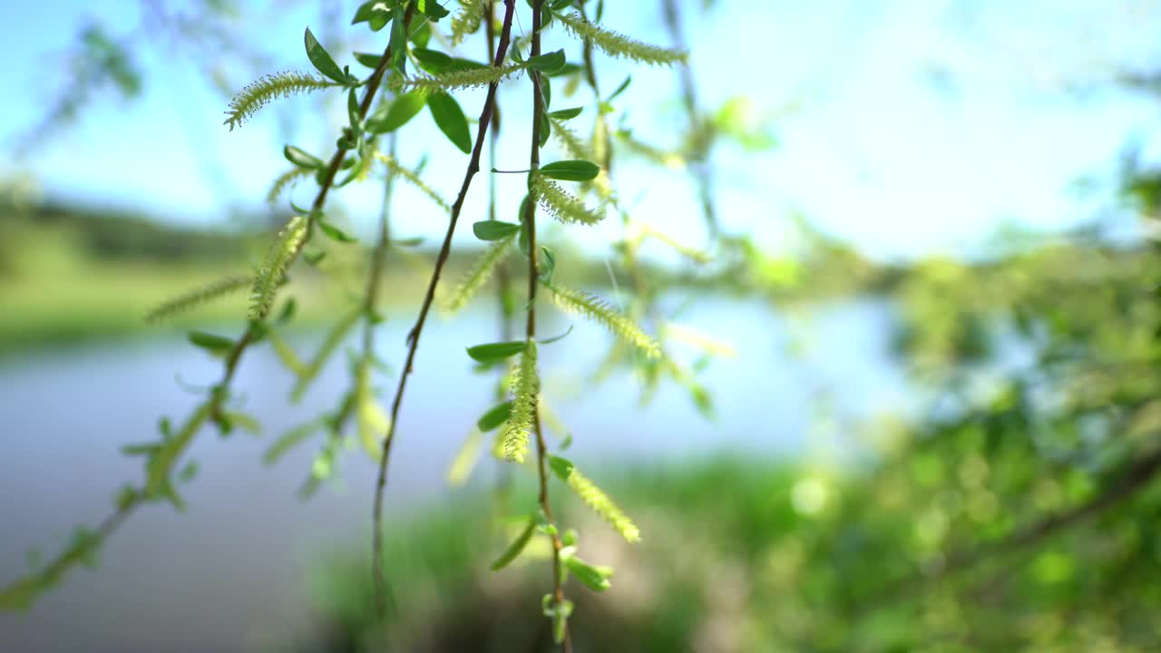 水上公园天然绿色植物视频素材