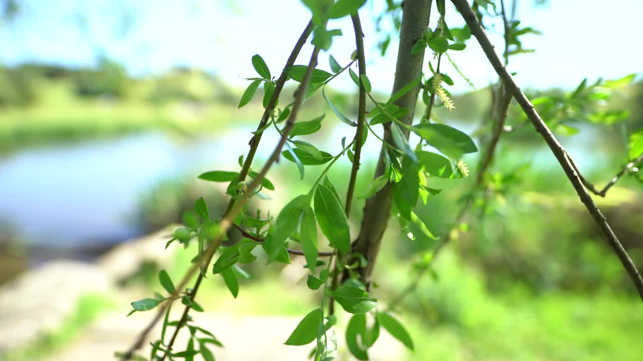 水上公园天然绿色植物视频素材