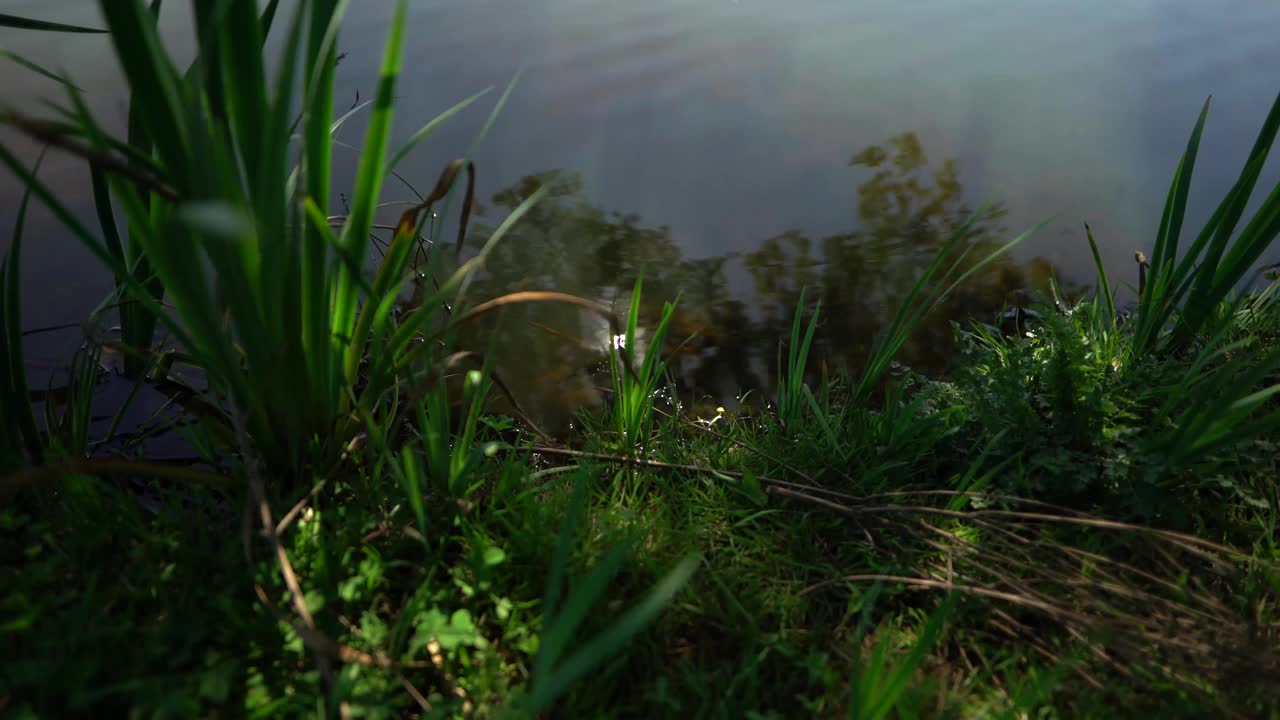 水上公园天然绿色植物视频素材