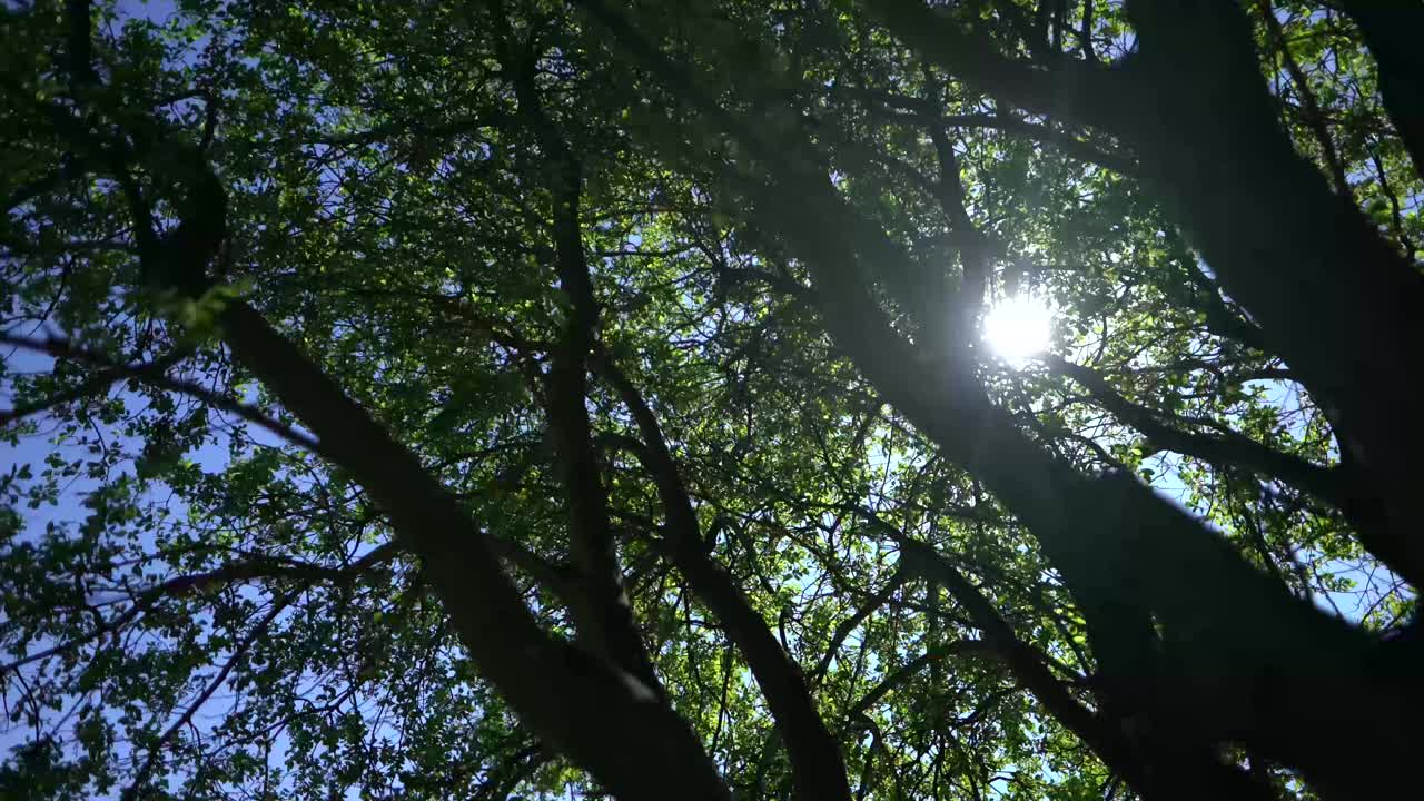 水上公园天然绿色植物视频素材