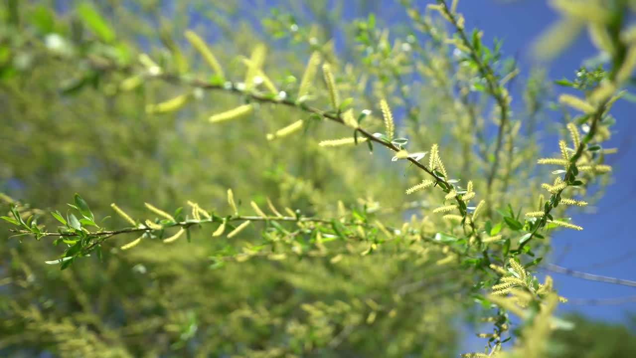 水上公园天然绿色植物视频素材