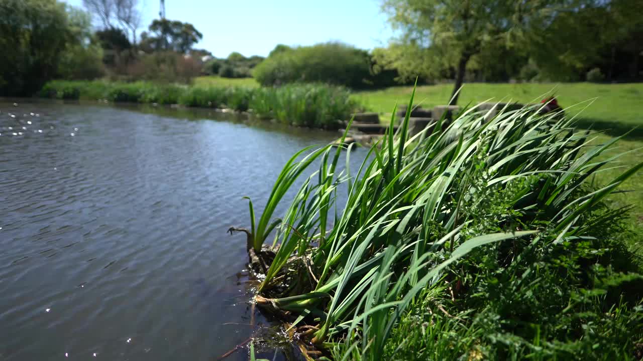 水上公园天然绿色植物视频素材