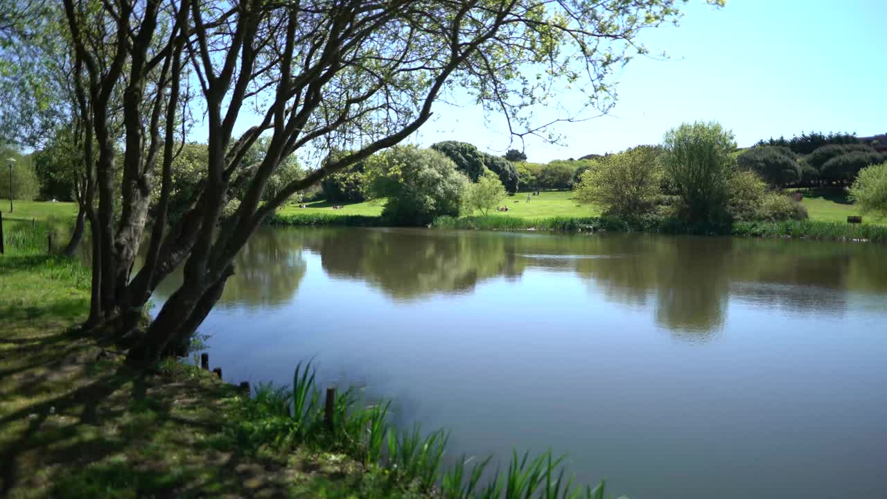 水上公园天然绿色植物视频素材