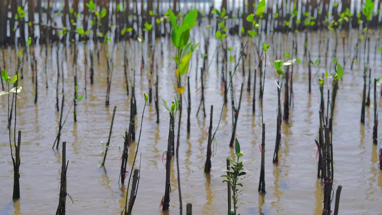 在热带湿地地区的热带红树林种植红树林的活动，红树林中的红树林树。视频素材