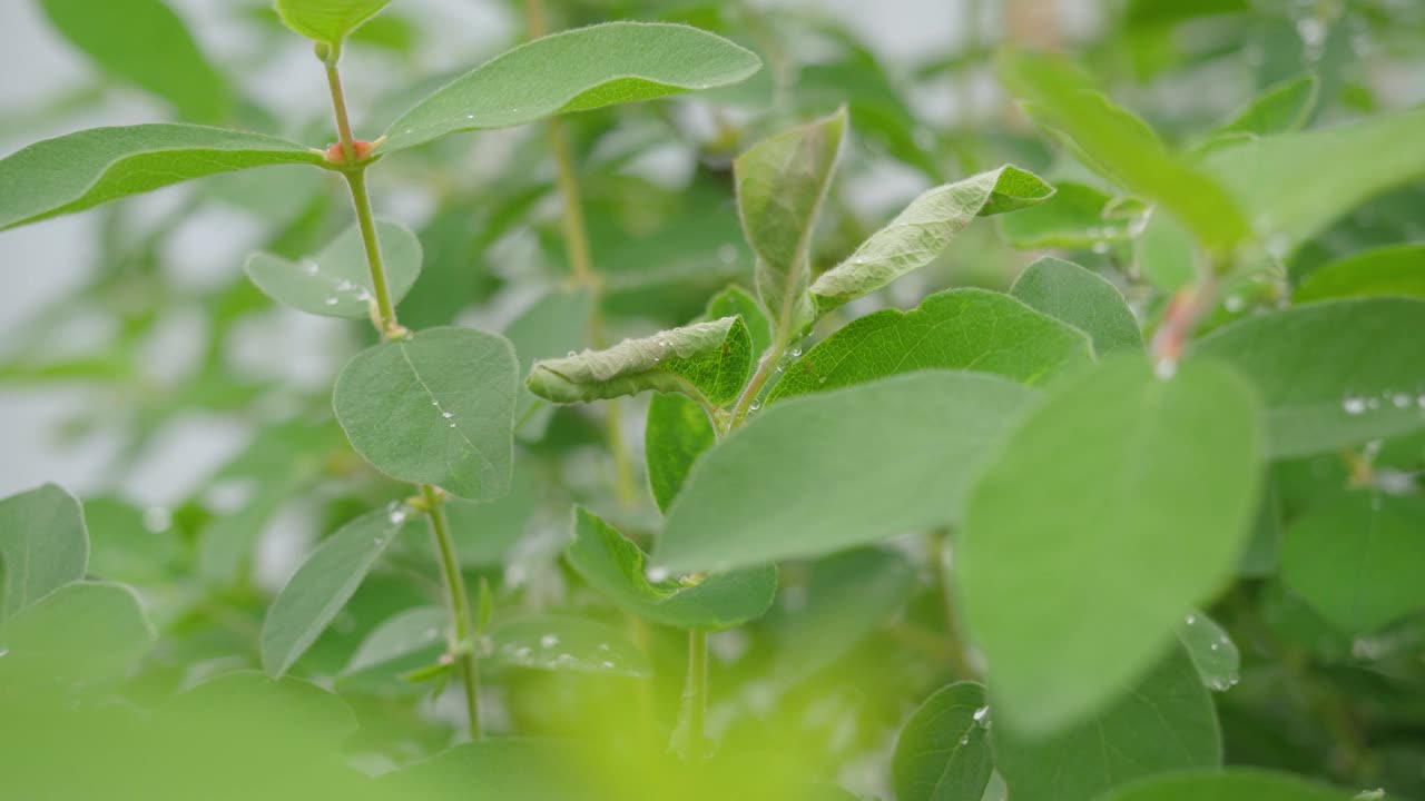 蚜虫在树上旋转的叶子上视频素材